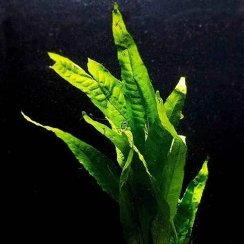 Java Fern Live Aquarium Plant Complete Guide – Bishop Aquatics