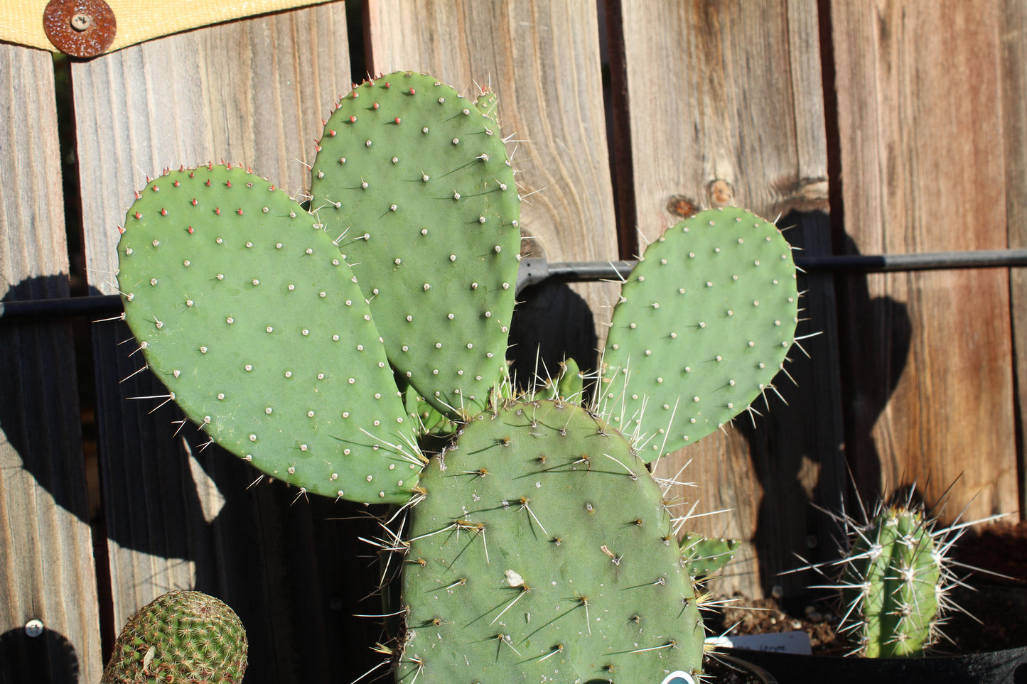 Opuntia Opopeo Prickly Pear Cactus