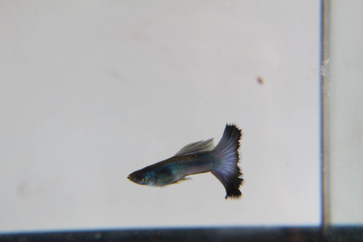 Blue Moscow Guppy Pair