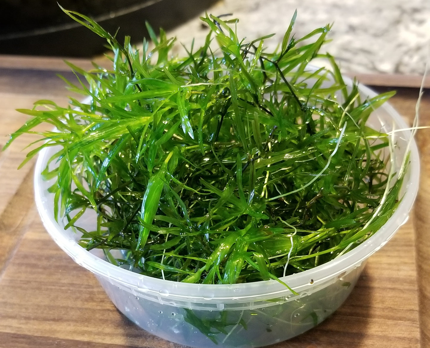 3+ Guppy Grass Stems