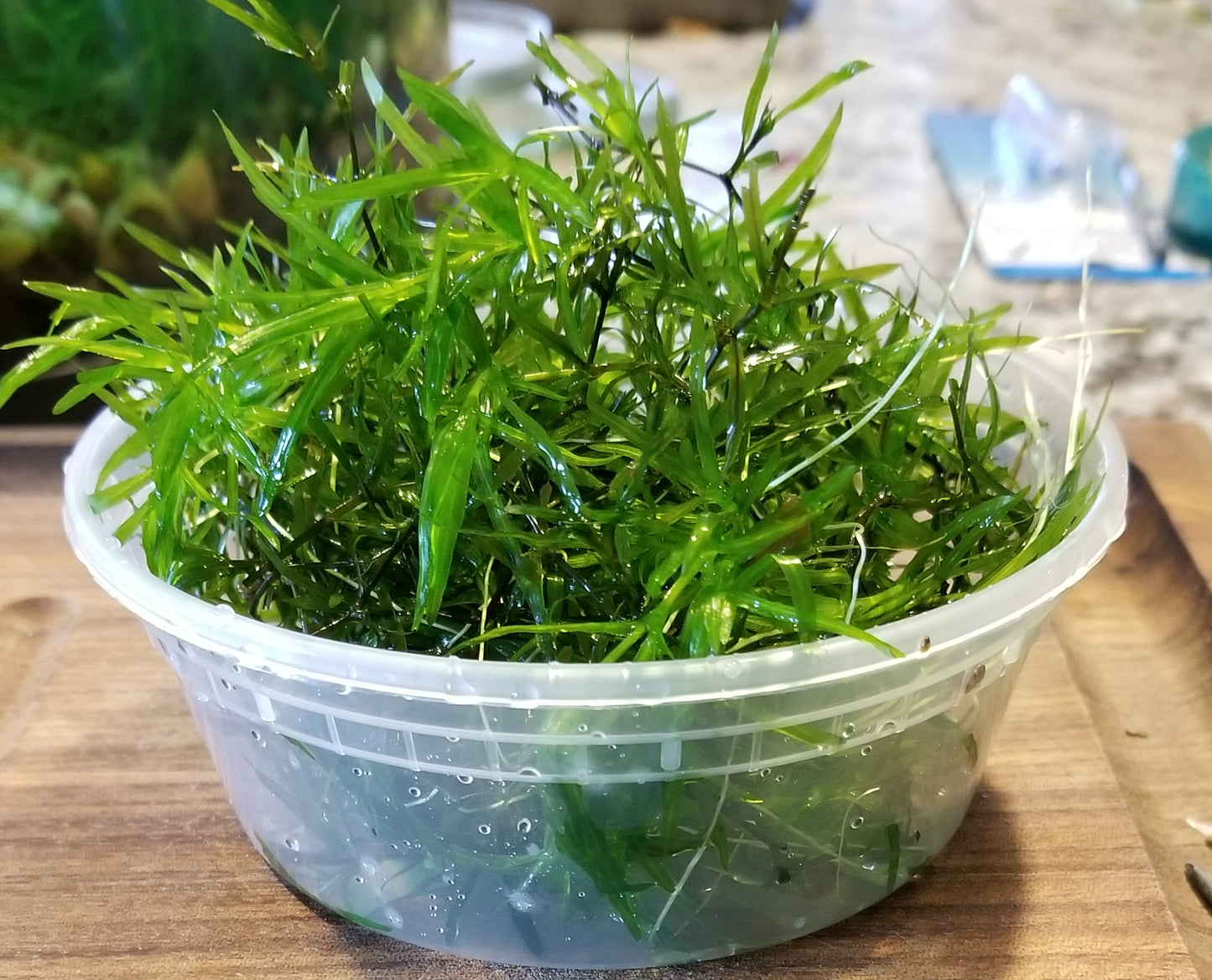 3+ Guppy Grass Stems