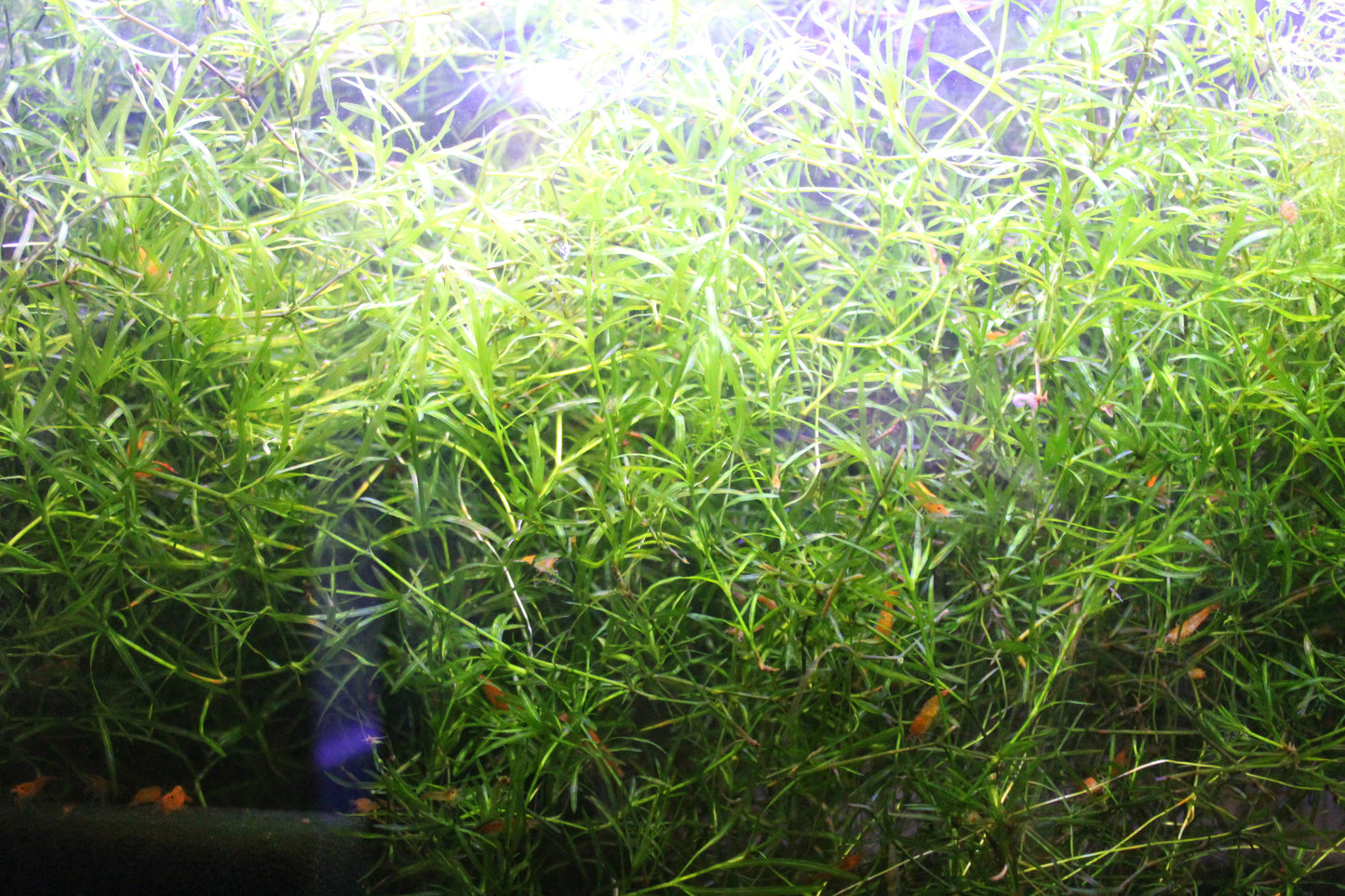 3+ Guppy Grass Stems