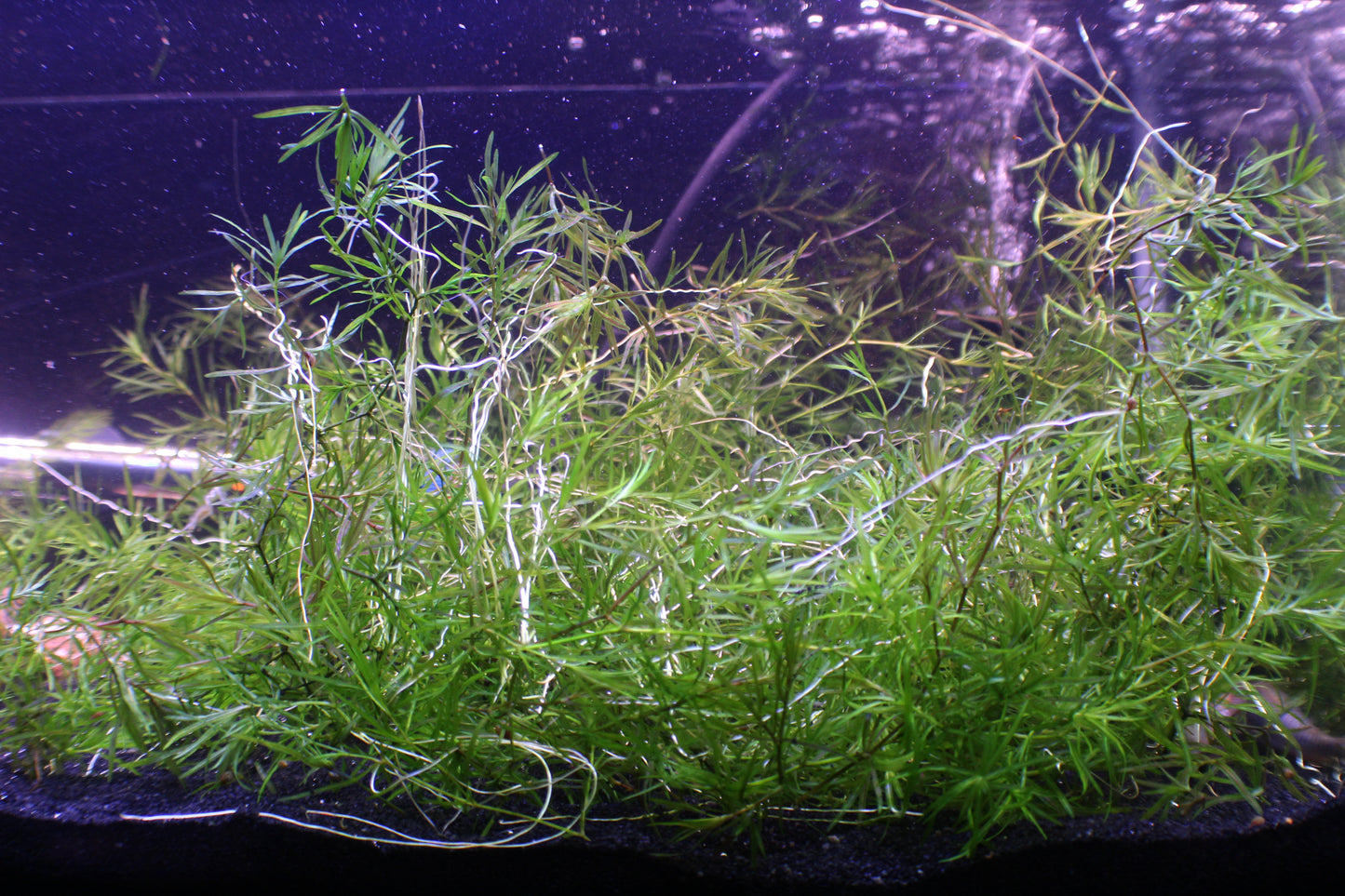 3+ Guppy Grass Stems