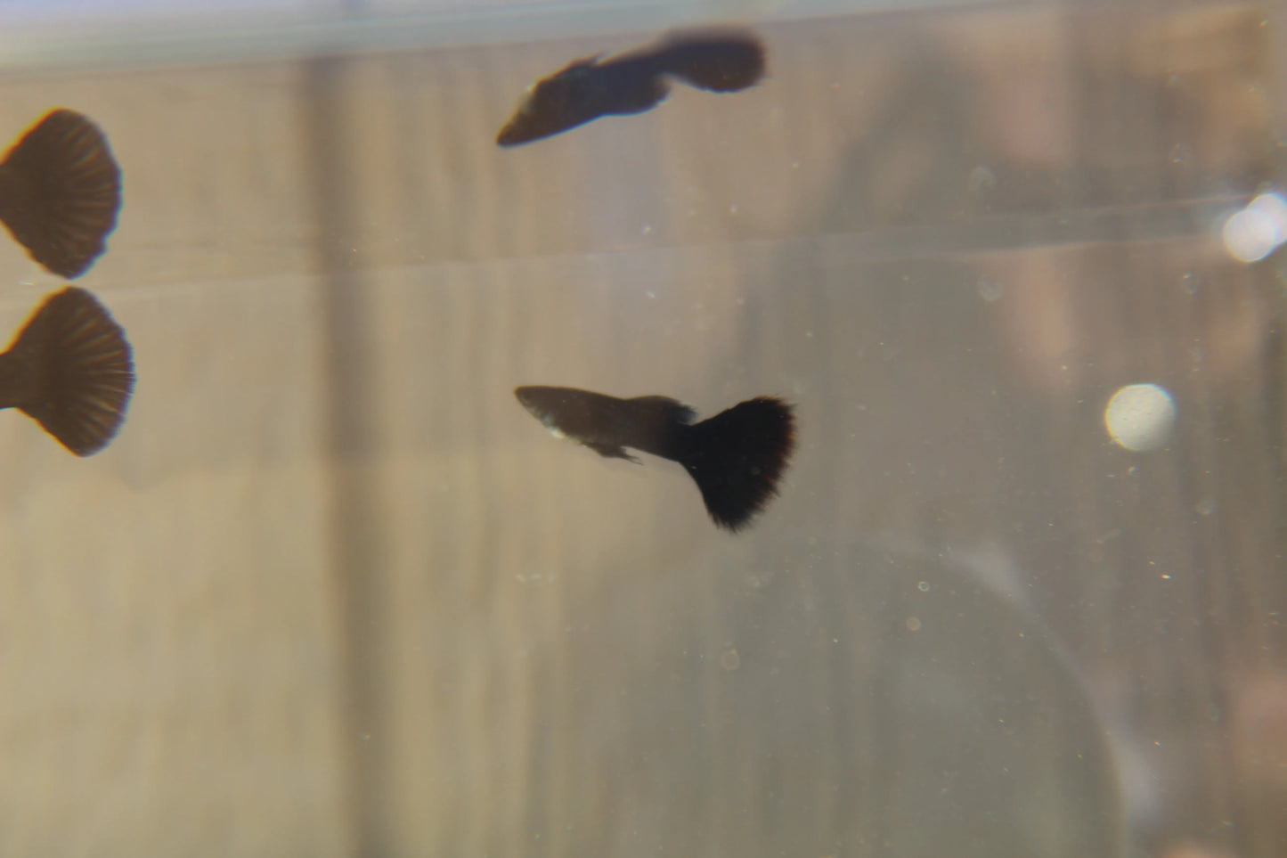 Midnight Blue Moscow Guppy Pair