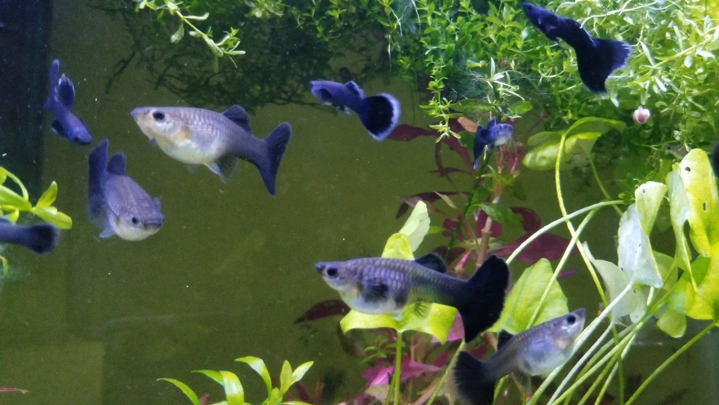 Midnight Blue Moscow Guppy Pair