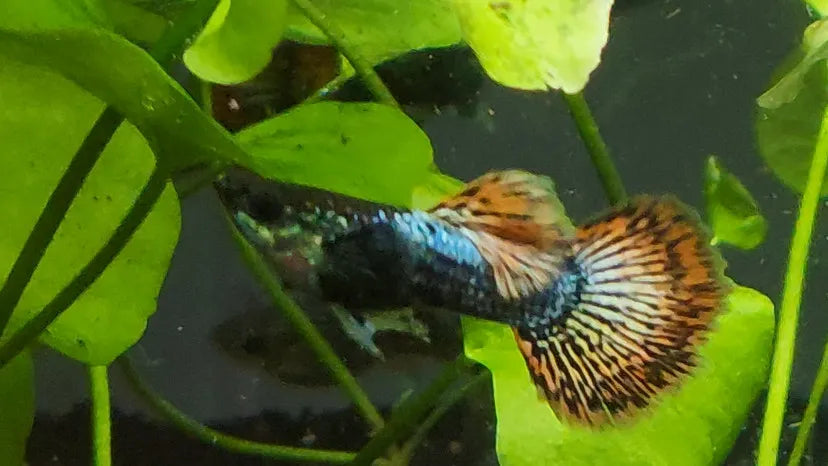 Red Mosaic Dragon Guppy Pair