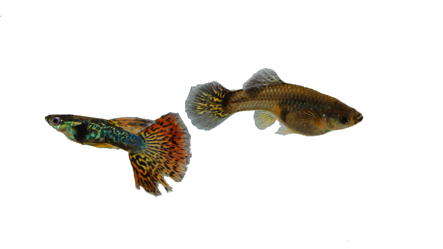Red Mosaic Dragon Guppy Pair