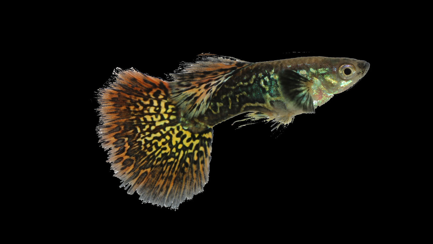 Red Mosaic Dragon Guppy Pair