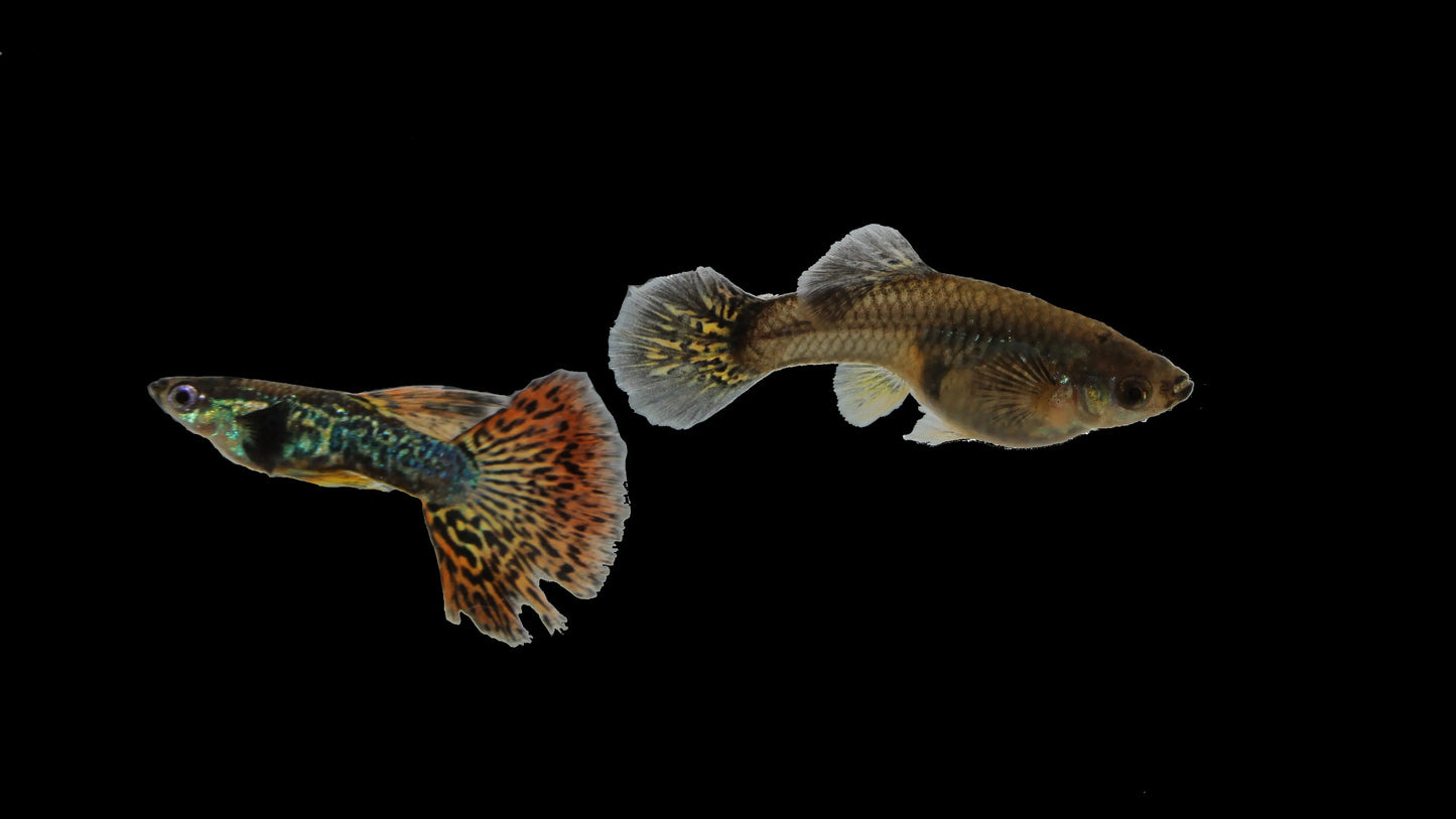 Red Mosaic Dragon Guppy Pair