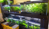 How Much Live Aquarium Plants Cost: A Complete Pricing Guide