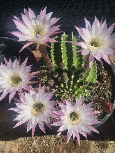 Easter Lily Cactus Complete Guide