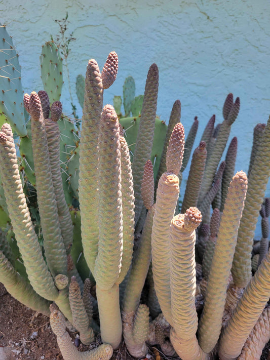 Pine Cone Cactus Complete Guide