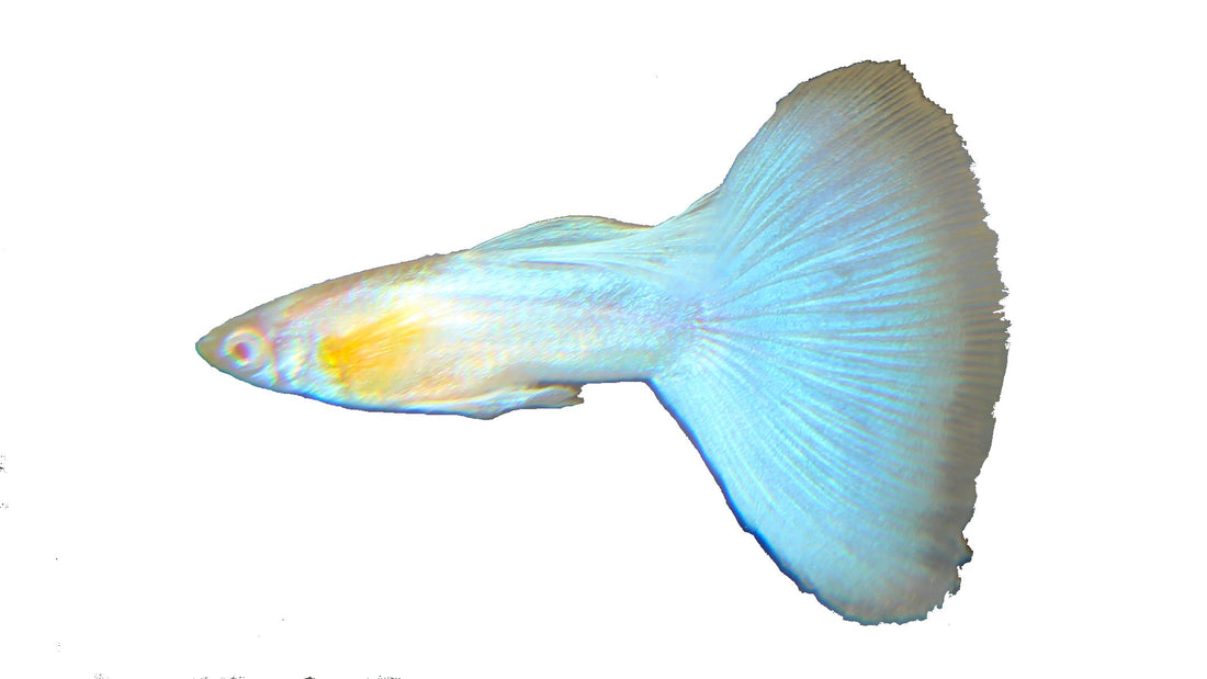 Albino Blue Topaz Guppy Complete Guide