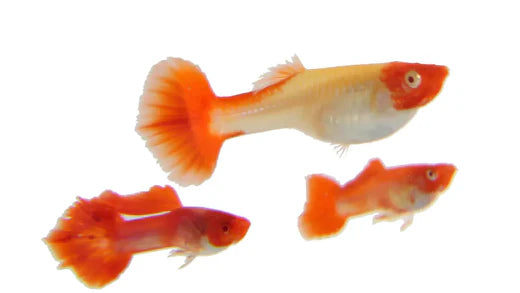 Albino Koi Guppy Complete Guide