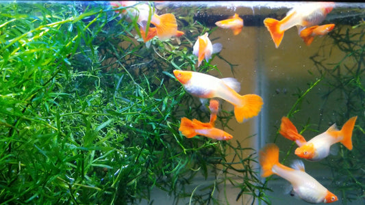 Are Fish Tanks Ethical? A Deep Dive into Aquarium Ownership