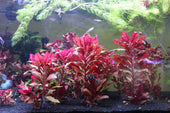 Beginners Guide To Alternanthera Reineckii Live Aquarium Plant