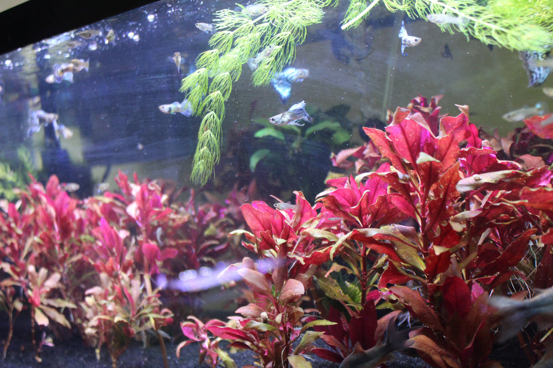 When Did Fish Tanks Become Popular?