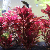 Answering 'Are Live Aquarium Plants Good?'