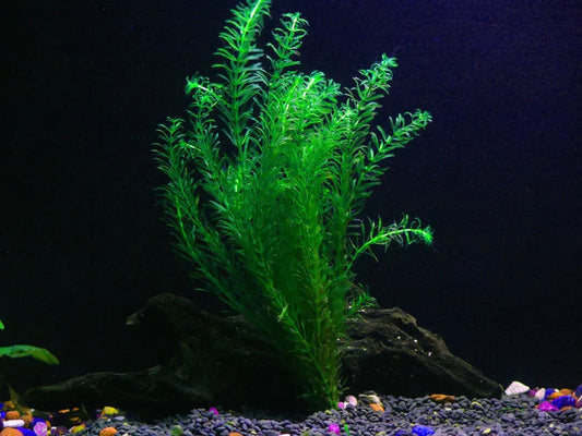 Anacharis Live Aquarium Plant Complete Guide