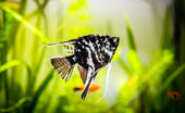 A Complete Guide On How to Care for Angelfish