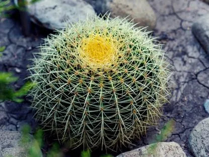 Barrel Cactus Complete Guide