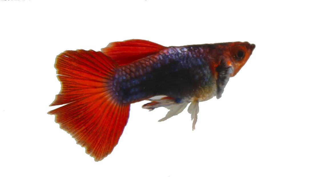 Tuxedo Koi Guppy Complete Guide