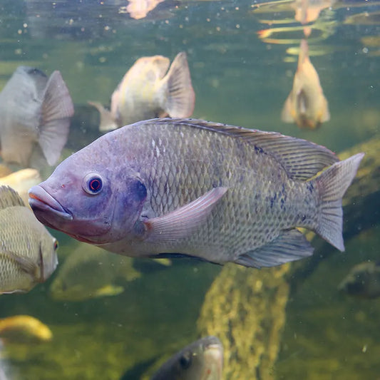 A Complete Guide On How to Care for Tilapia