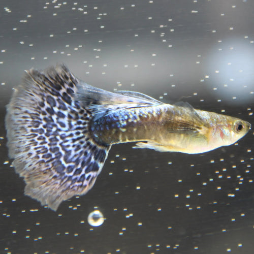Blue Mosaic Dragon Guppy Complete Guide