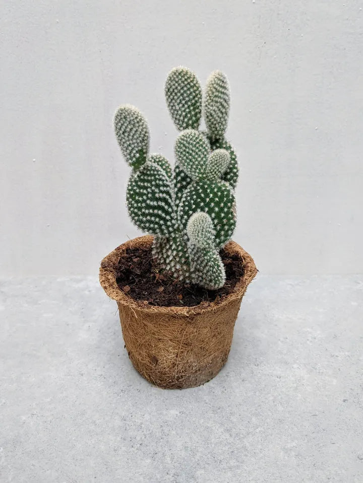 Bunny Ear Cactus Complete Guide