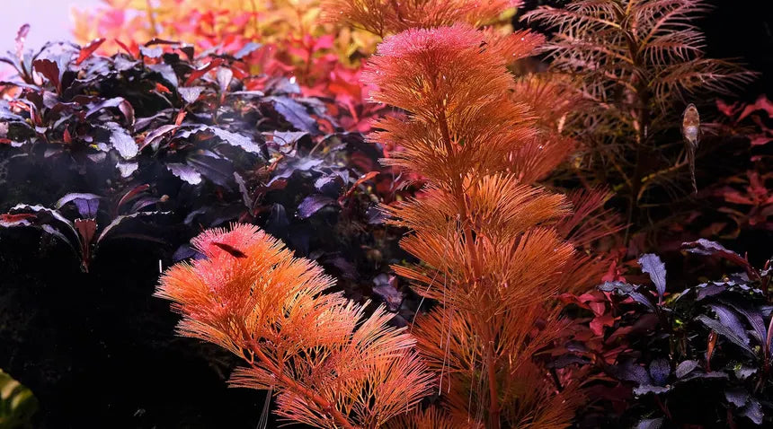 Cabomba Furcata Live Aquarium Plant Complete Guide