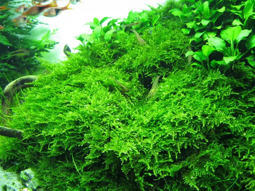 Christmas Moss Live Aquarium Plant Complete Guide