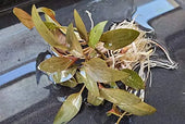 Cryptocoryne Beckettii Live Aquarium Plant Complete Guide