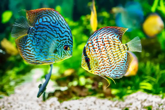 A Complete Guide On How to Care for Discus Fish