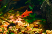 A Complete Guide On How to Care for Ember Tetra