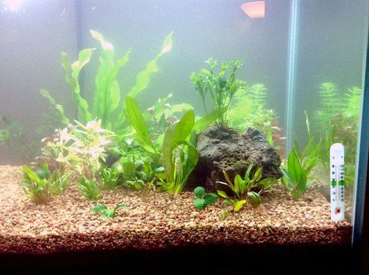 Is Fish Tank Water Supposed to Be Cloudy?