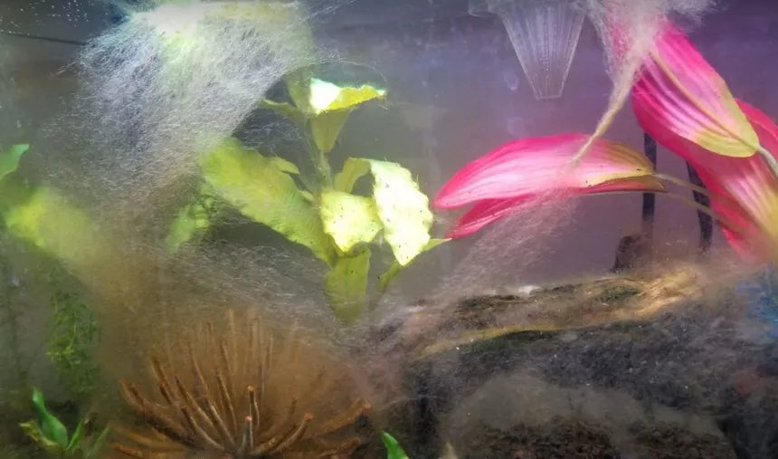 Can Fish Tanks Cause Mold?