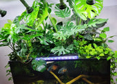 Is Fish Tank Water Good for Plants?