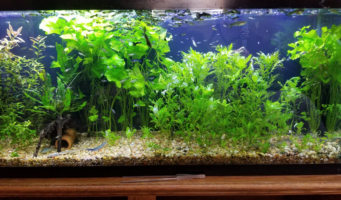 Answering 'Are Live Aquarium Plants Worth It?'