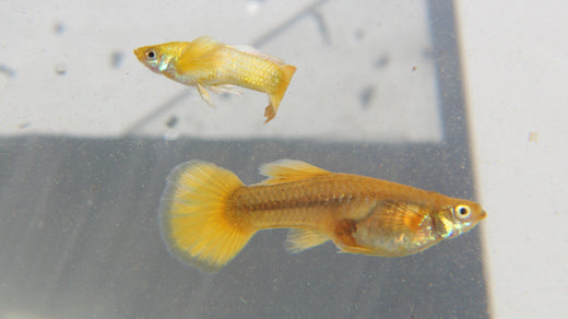 Full Gold Guppy Complete Guide