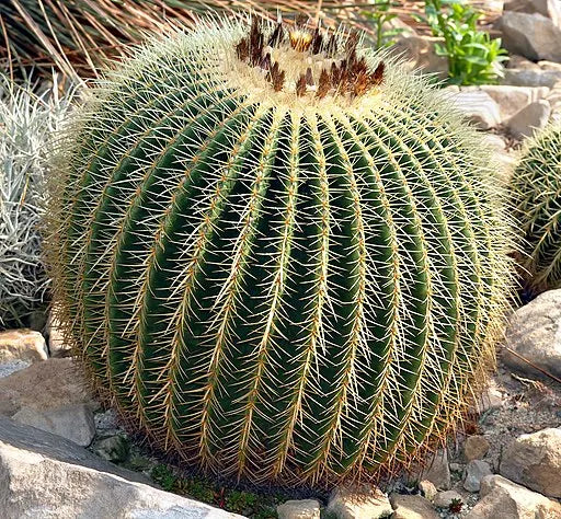 Golden Barrel Cactus Complete Guide