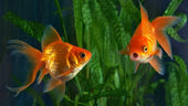 A Complete Guide On How to Care for Goldfish