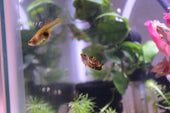 Signs Your Guppy Is About to Give Birth