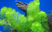 Green Cabomba Live Aquarium Plant Complete Guide