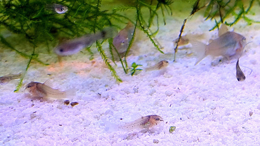 A Complete Guide On How to Care for Corydoras