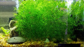 Why Live Aquarium Plants Die