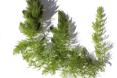 How to Care for Hornwort in Aquariums and Ponds