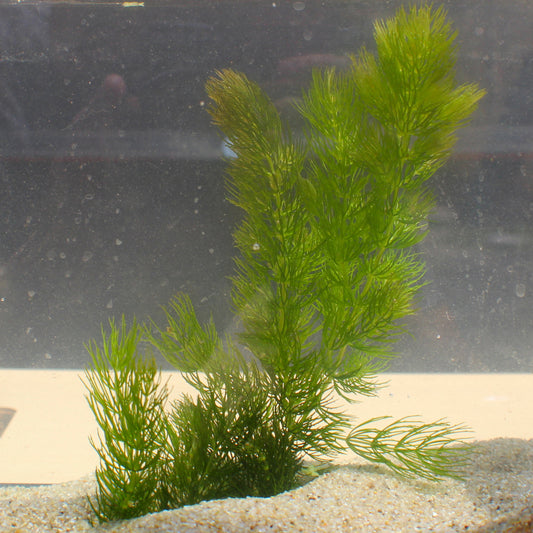 Why Live Aquarium Plants Turn Brown