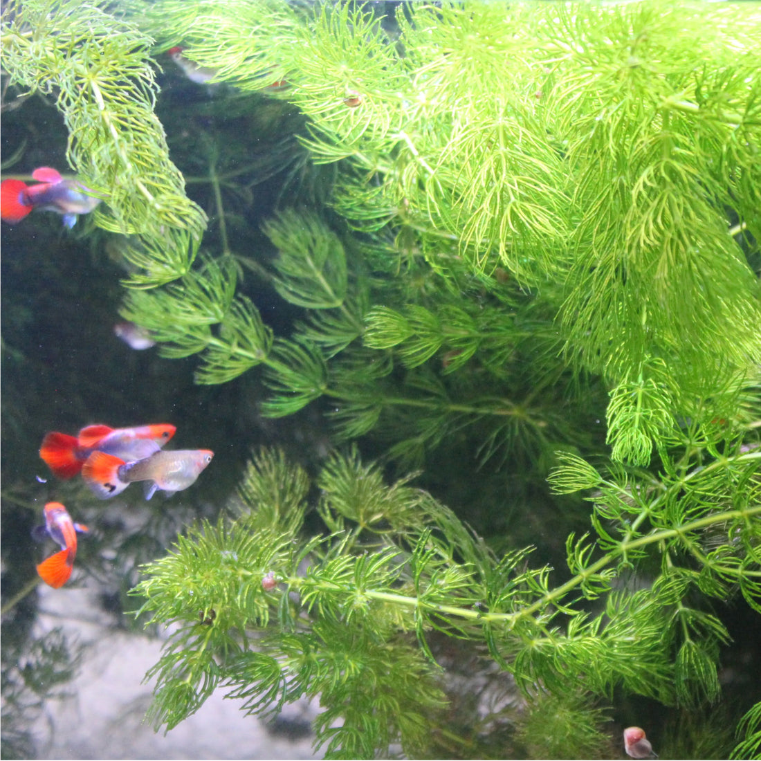 Hornwort Live Aquarium Plant Complete Guide