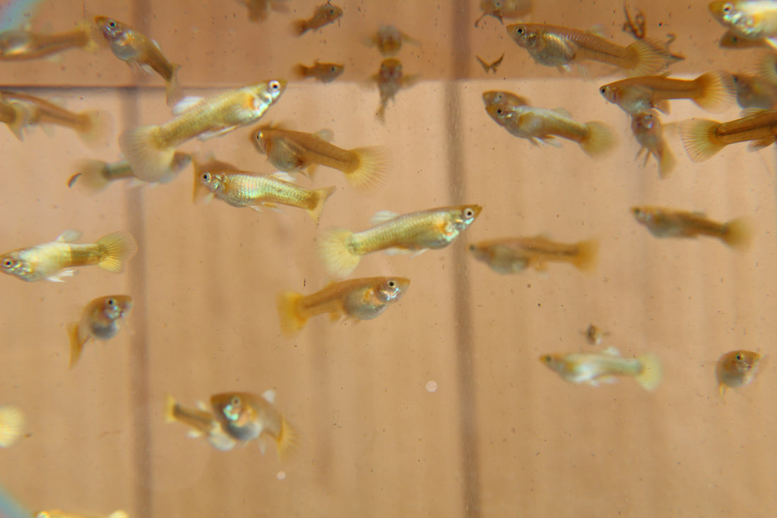 Why Guppies Rub Against Plants and Gravel