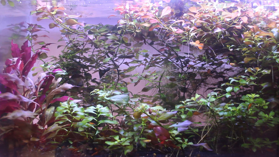 Can Fish Tanks Be in Direct Sunlight? A Comprehensive Guide